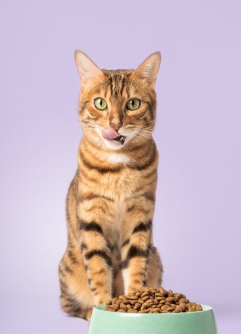Campagne boutique animaux Beausoleil